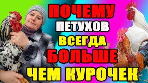 Почему ПЕТУХОВ больше, чем КУРОЧЕК. Что делать с петухами?