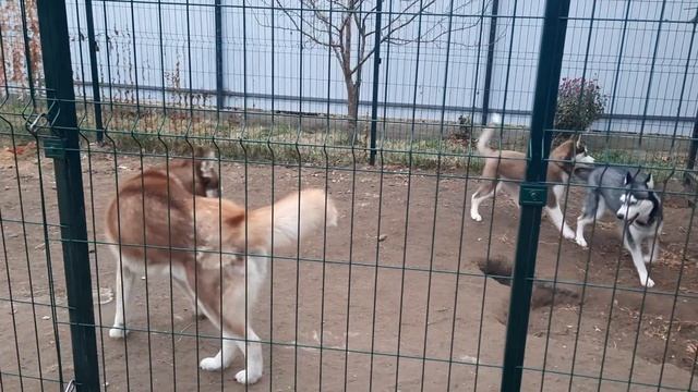 Прощай ЛОРА 😭 ПОСЛЕДНЕЕ УТРО с Мамой и Папой смотреть онлайн