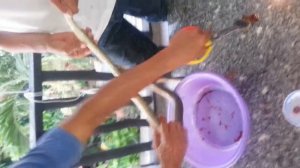 Приготовление кобры,к дальнейшему употреблению в пищу.