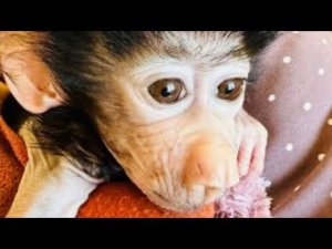 Почему в ТАЙГАНЕ пришлось спасать гамадриленка Степку!