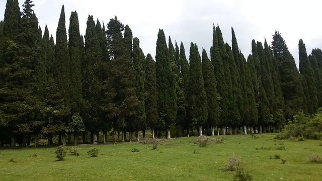 Пастбища близ с. Цитрусовый. Абхазия 04.2016 смотреть онлайн