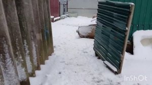 поросёнок на прогулки