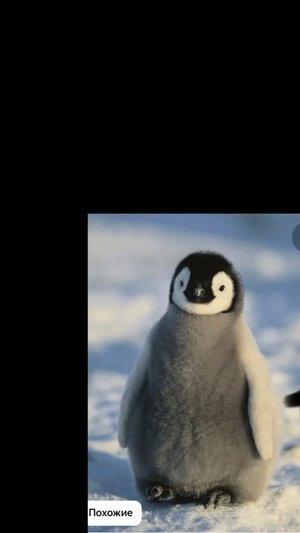 Пенгвины в чикенгане