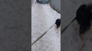 прогулка с собакой до магазина