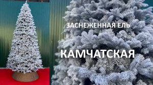 Заснеженная ель "Камчатская" высота 4 м