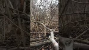 Чеченская республика 2021г. охота на кабана. Сулиман Охотник.