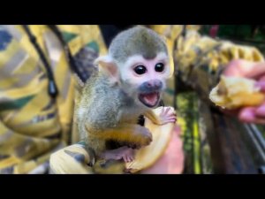 Спасенный недавно детеныш саймири Эльф , глядя на капуцинов чуть не ЛОПНУЛ от ЖАДНОСТИ!