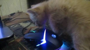 котёнок Мейн-кун 1 месяц