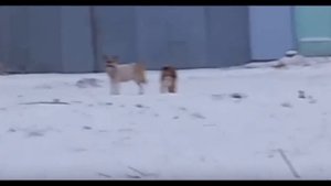 Новосибирск. Собаки.