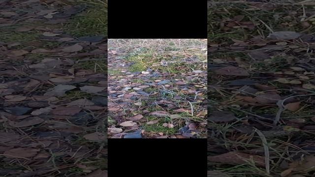 Мокрухи Еловые, как распознать. Грибы в лесу.