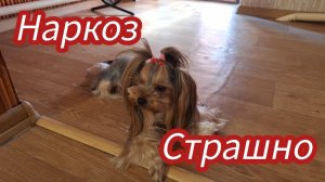 Семья из Мариуполя. Чистка зубов под наркозом. #мариуполь,#Йорк #чистказубовйорку