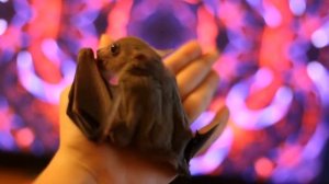 нильский крылан