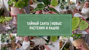ТАЙНЫЙ санта, НОВЫЕ растения и кашпо. ВЛОГ