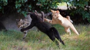 Как подружить двух кошек между собой в одной квартире