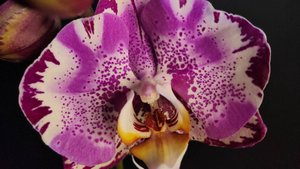 Phal. Magic Violins ускоренная сьемка