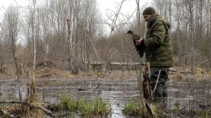 На селезня с чубарой подсадной | Охота в тайге | Весна 2023