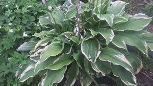 Хоста - Выращивание, Размножение и Уход Летом за Многолетним Растением на Своем Участке.