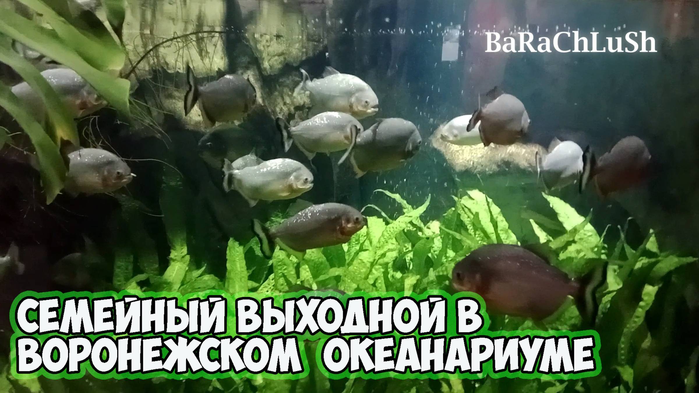 Семейный выходной в Воронежском  океанариуме