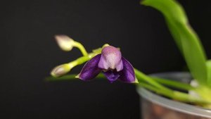 Dtps. Purple Martin Blue Star ускоренная сьемка