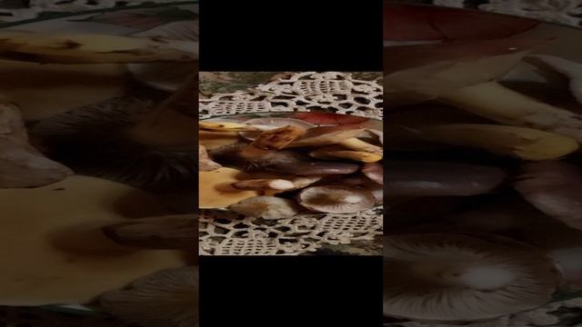 Маслята и Мокрухи