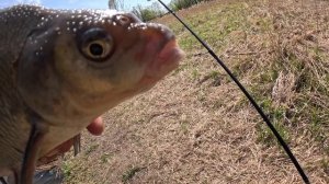 Порыв пуще запрета