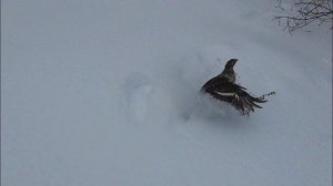 тетерева взлетают прямо из под ног( тетерев на лунках)