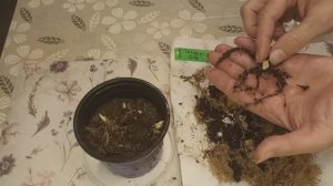 Лилии кудреватые (мартагон) из чешуек на 7 декабря 2024