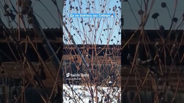 ЖИЗНЬ НА ТАËЖНОМ ХУТОРЕ 1000036636.mp4