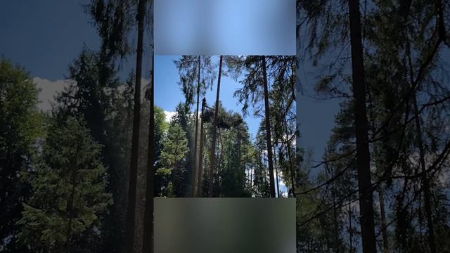 Друг и наставник заглянул на огонёк  стройка    wood арбористика лесоруб расчистка