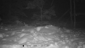 Лиса на фотоловушку ночью