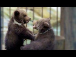 Мама медведица и папа медведь с любовью смотрят,  как играют их малыши!