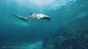 Животный мир океана — живописный фильм о дикой природе с успокаивающей музыкой!...