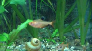 Минор, серпас, красная или кровавая тетра! Огонёк в вашем аквариуме!