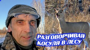 Пошёл в лес пешком. Косуля в лесу оказалась разговорчивой