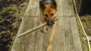 Собака Грэта.