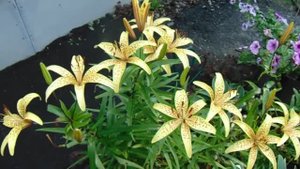 Выращивание, уход, размножение и агротехника Саранок на Урале без подкормок и полива. .