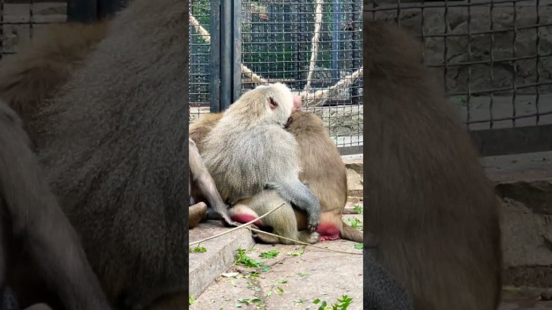 Будущие свекр и свекровь обезьянки Люси спят в обнимку!