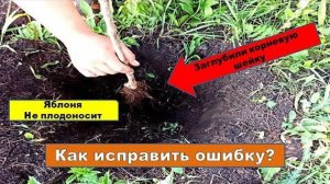 При посадке саженца заглубили корневую шейку! Как исправить если дерево уже большое.