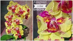 Phal. Fangmei A Hot 🦋 Домашнее цветение яркой жёлтой азиатской орхидеи бабочки Фангмей Э Хот. Обзор