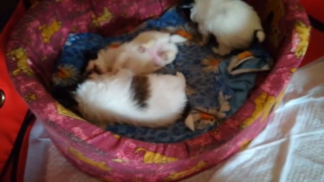 Маленькие бабочки смотреть онлайн