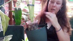 5 способов размножить алоказию