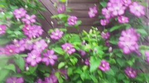 Клематис - Проверенные Способы Размножения. 100 Процентная Приживаемость.