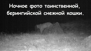 Ищу загадочную снежную кошку.