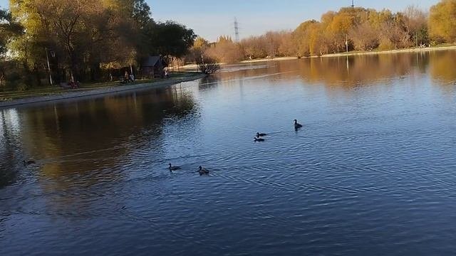 уточки 🦆
