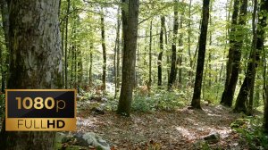 Залитый солнцем лес с поющими птицами / Sunny Forest. 1 час. FullHD.