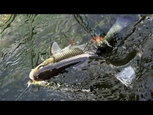 Жерех на крэнки осенью  Спиннинг Nautilus Imperial IMS-762M 228см 8-30гр