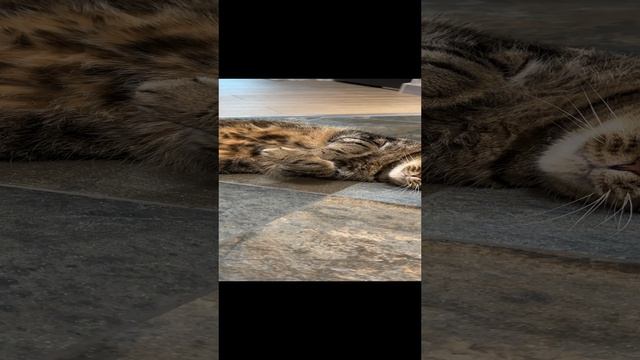 ЧЕССИ🐯БОЛТУШКА