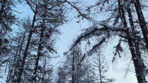 А зимой в Магадане только такое видео!Белый снег и черная лиственница !