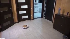 кооче говоря Я РОБОТ ПЫЛЕСОС.