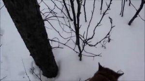 Карело финская лайка